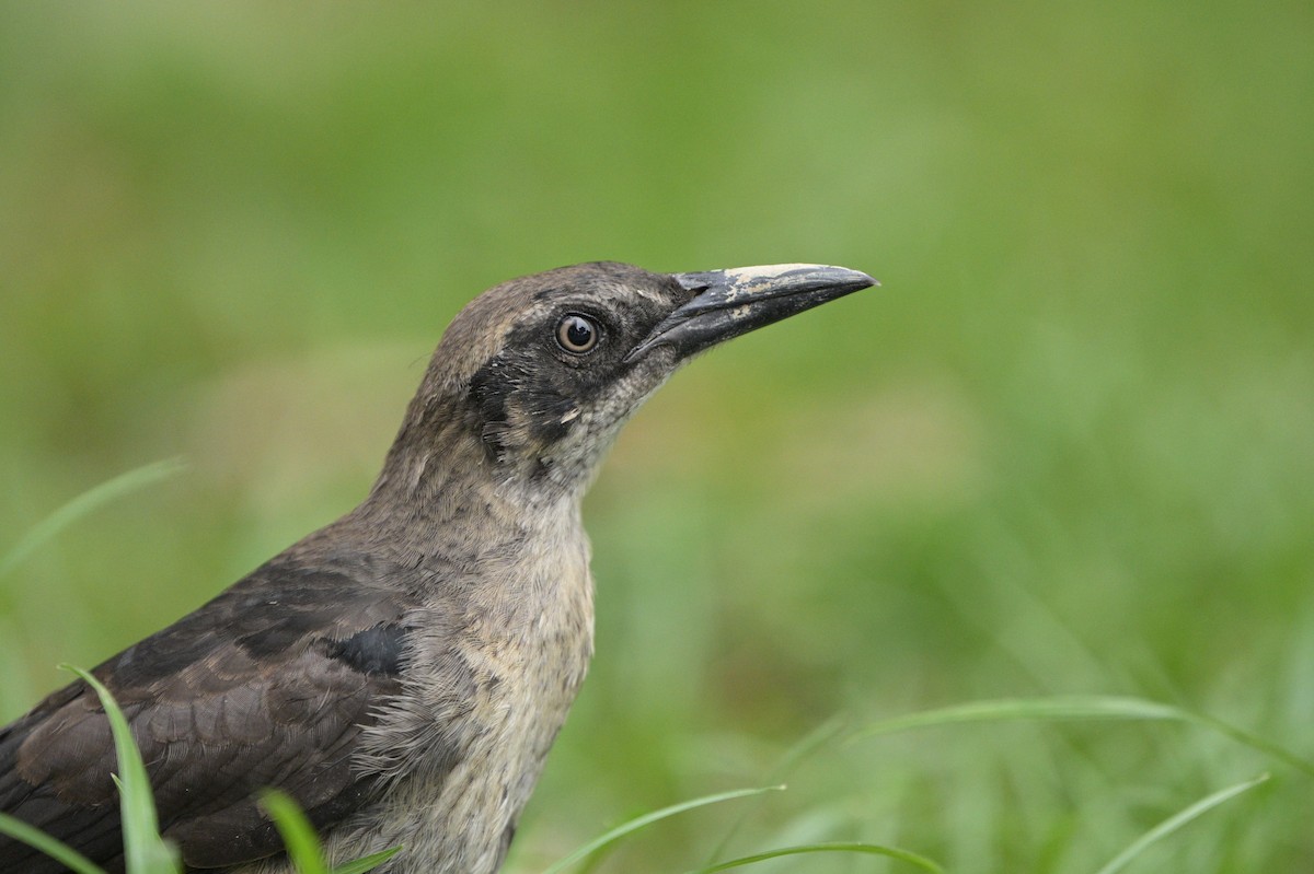 Great-tailed Grackle - ML621076509