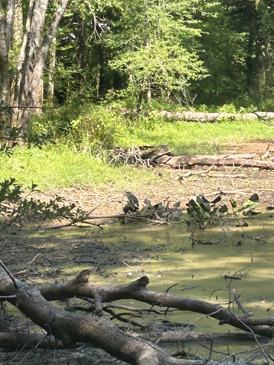 Yellow-crowned Night Heron - ML621076524