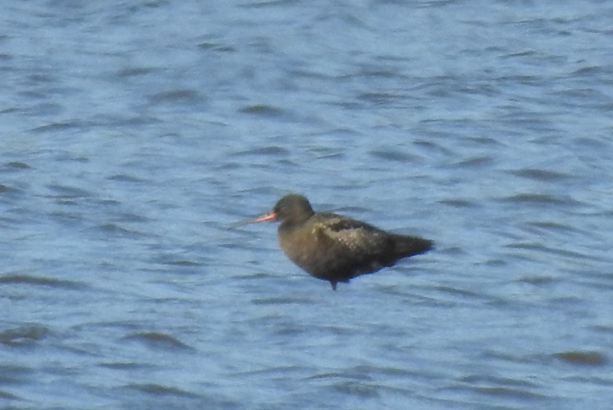 Spotted Redshank - ML621076549