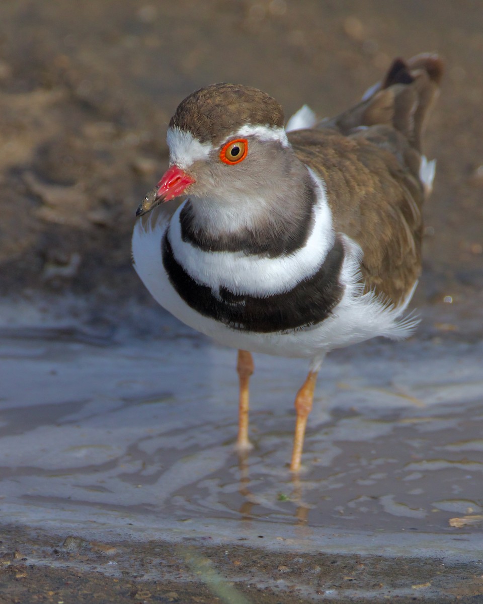 Three-banded Plover - ML621076594