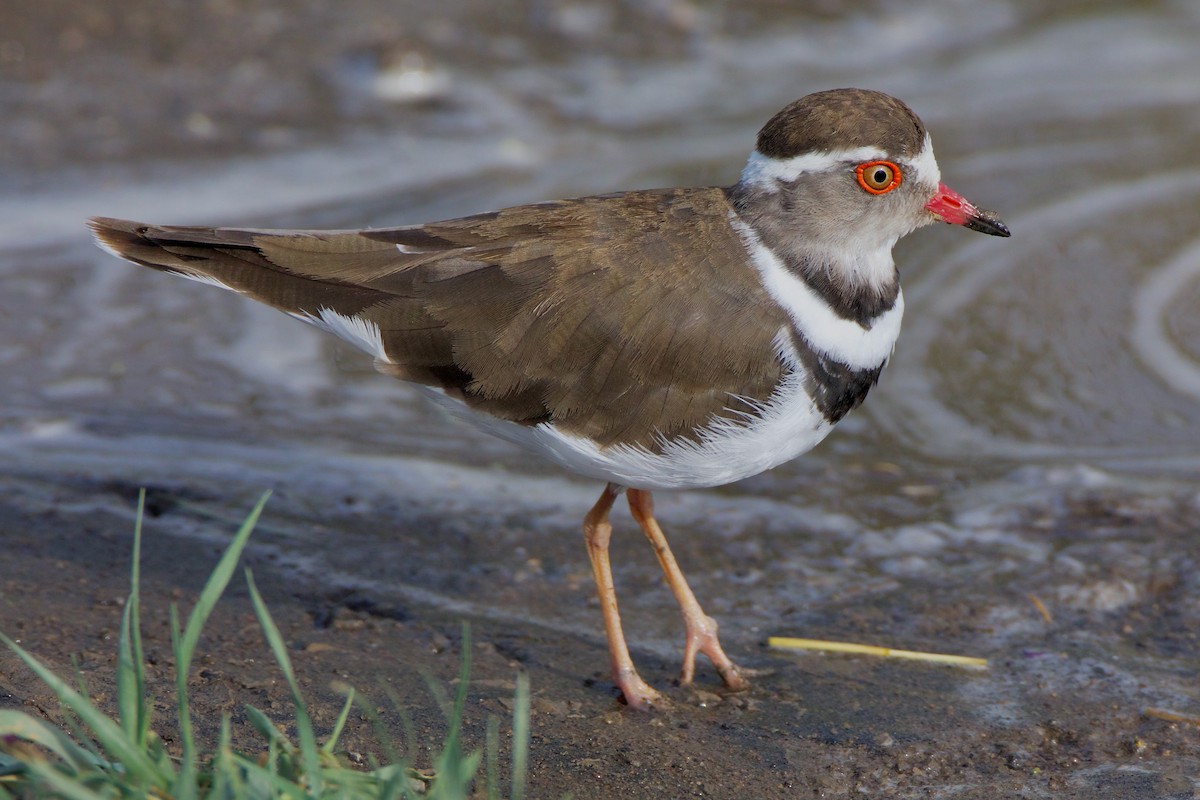 Three-banded Plover - ML621076595