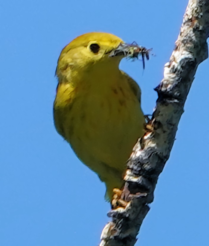 Yellow Warbler (Northern) - ML621076634