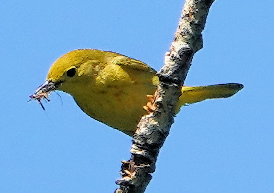 Yellow Warbler (Northern) - ML621076635