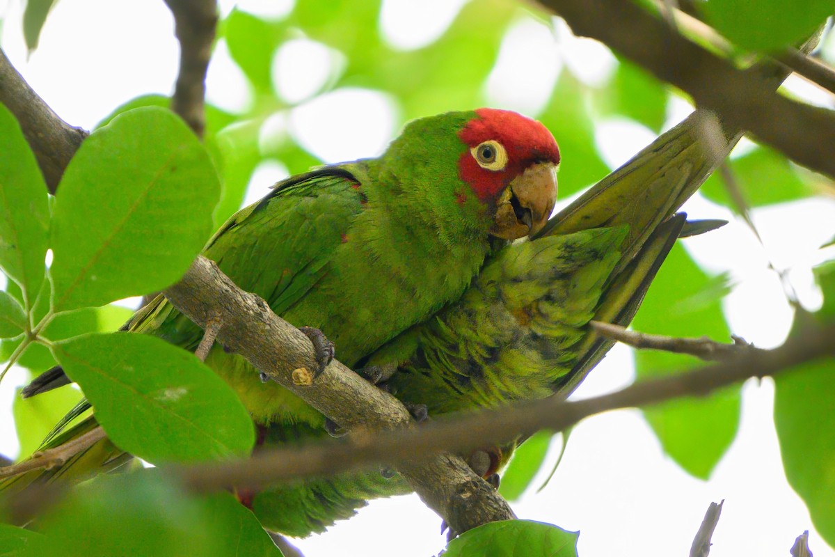 Guayaquil Papağanı - ML621076641