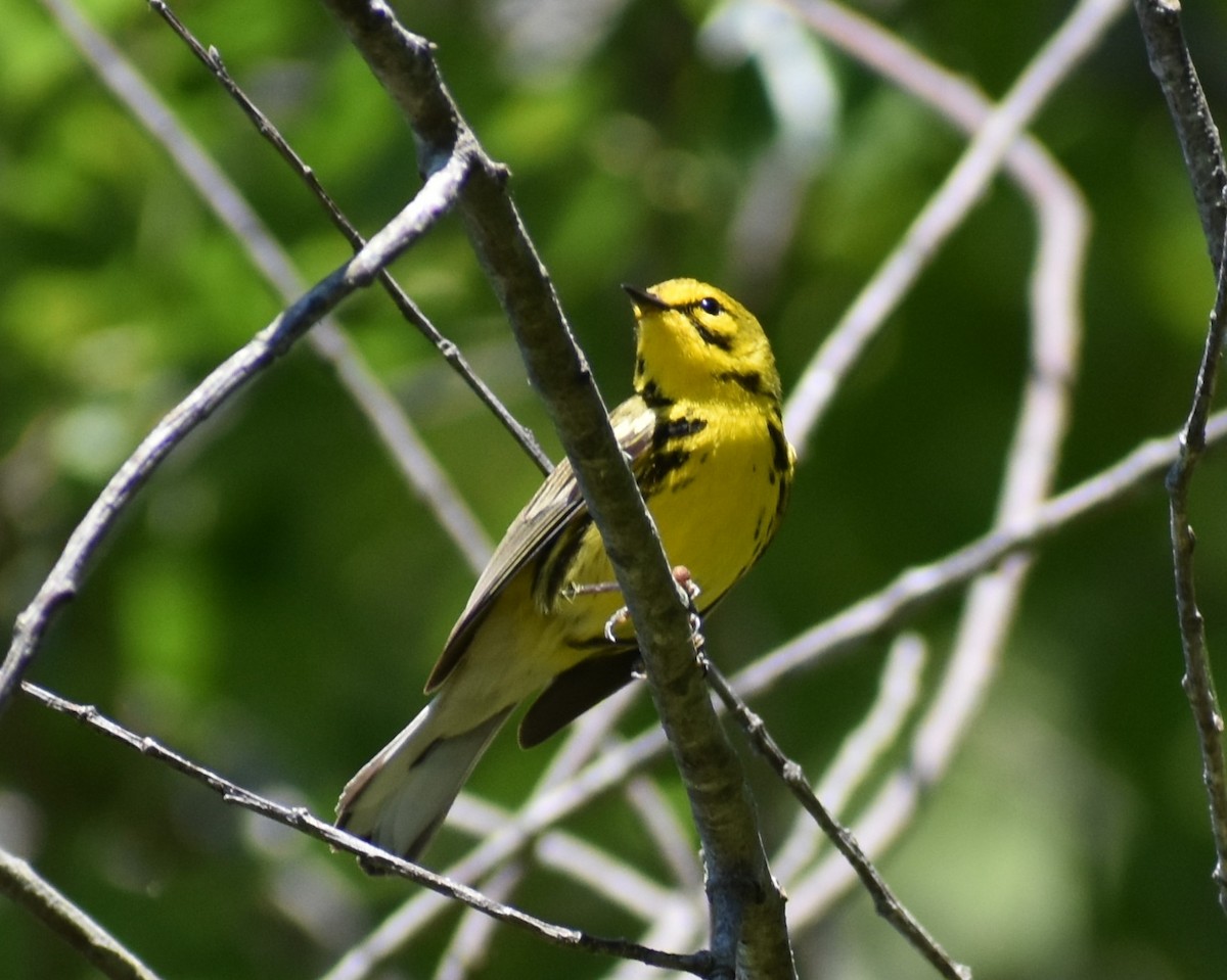Prairie Warbler - ML621076658