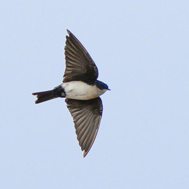 Blue-and-white Swallow - ML621076692