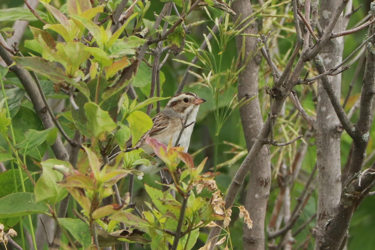 Clay-colored Sparrow - ML621076695