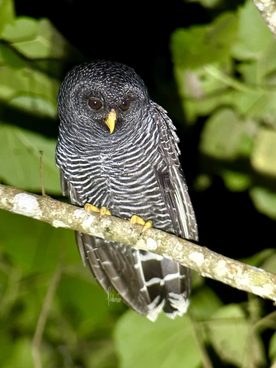 Black-banded Owl - ML621076697