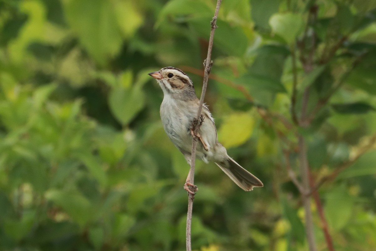 Clay-colored Sparrow - ML621076698