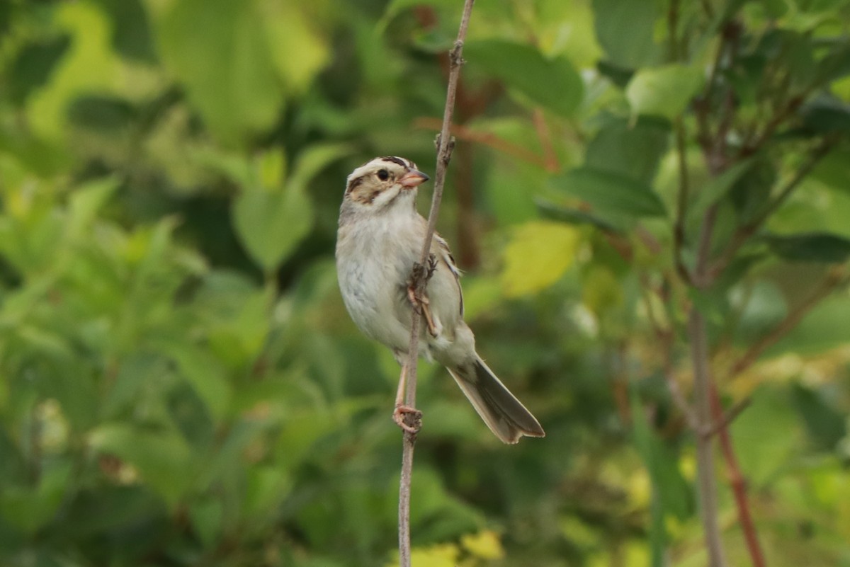 Clay-colored Sparrow - ML621076700