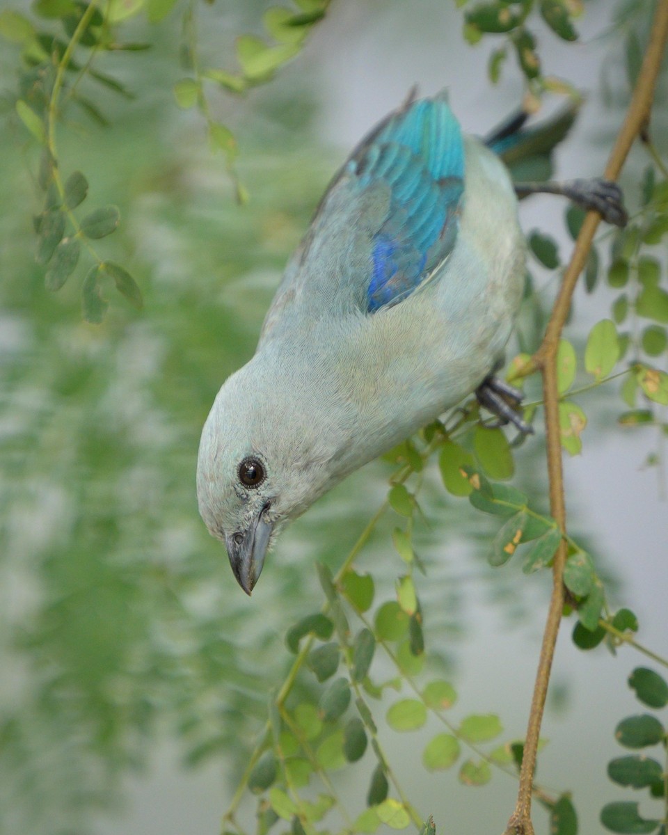 Blue-gray Tanager - ML621076745