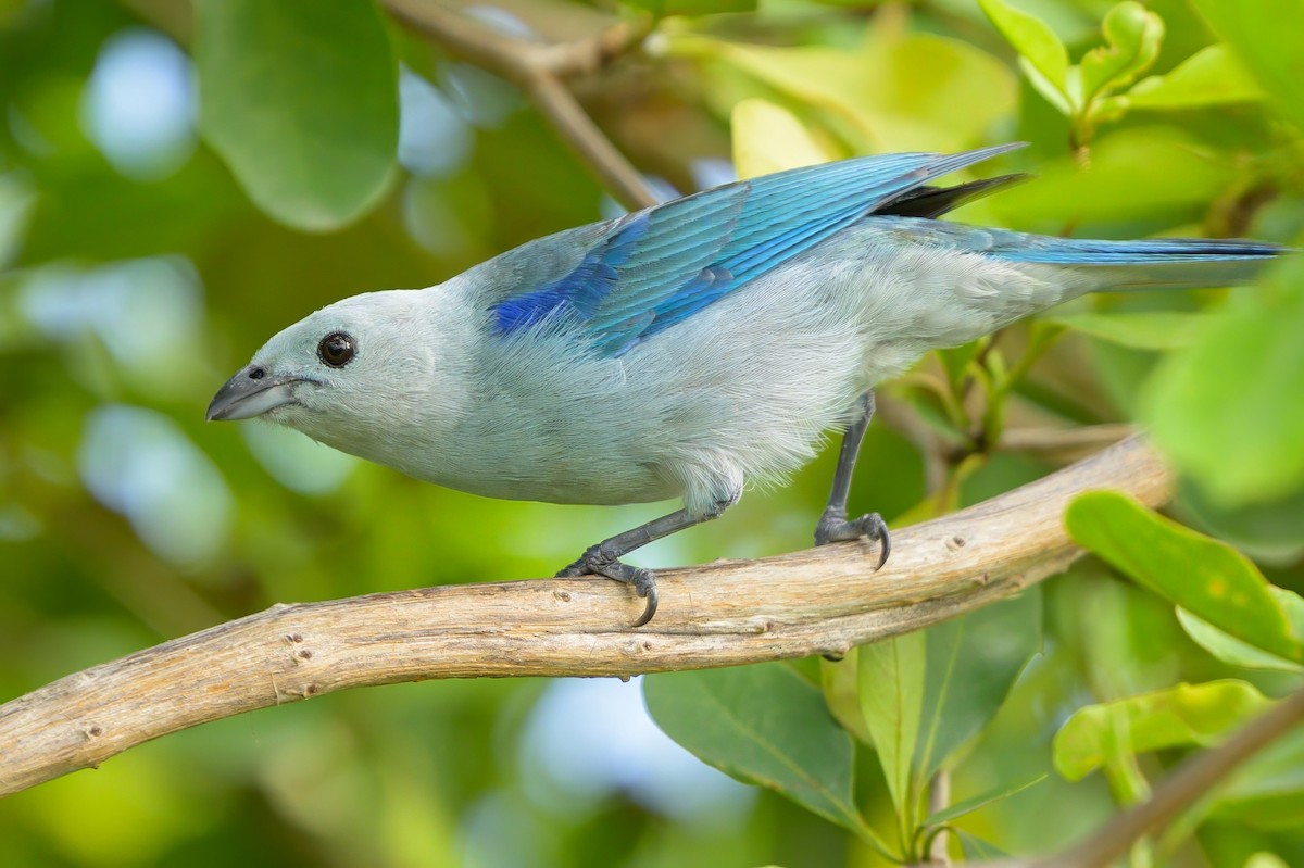 Blue-gray Tanager - ML621076746
