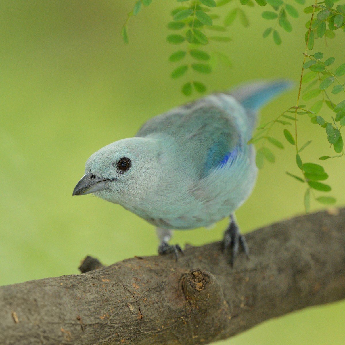 Blue-gray Tanager - ML621076747
