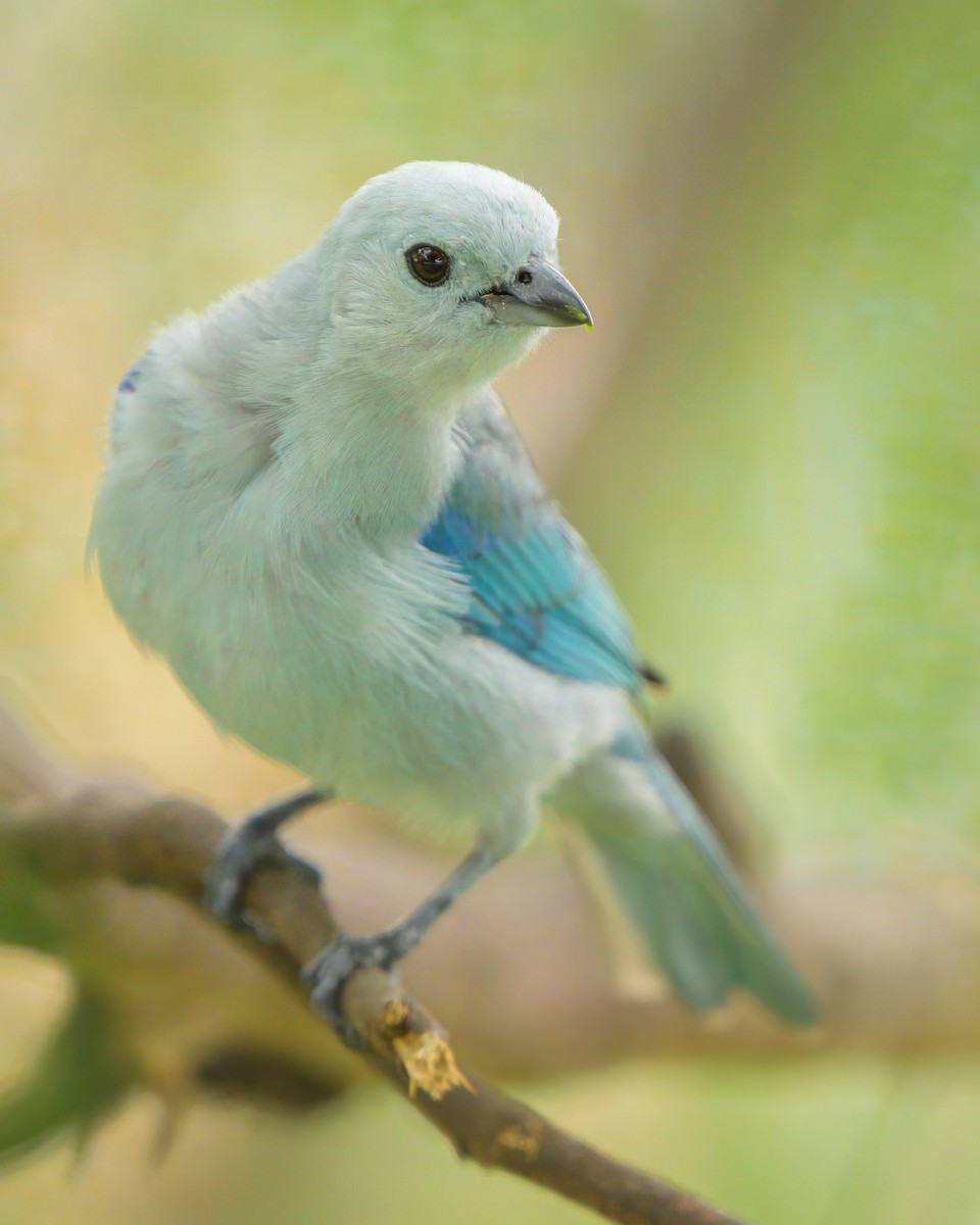 Blue-gray Tanager - ML621076748