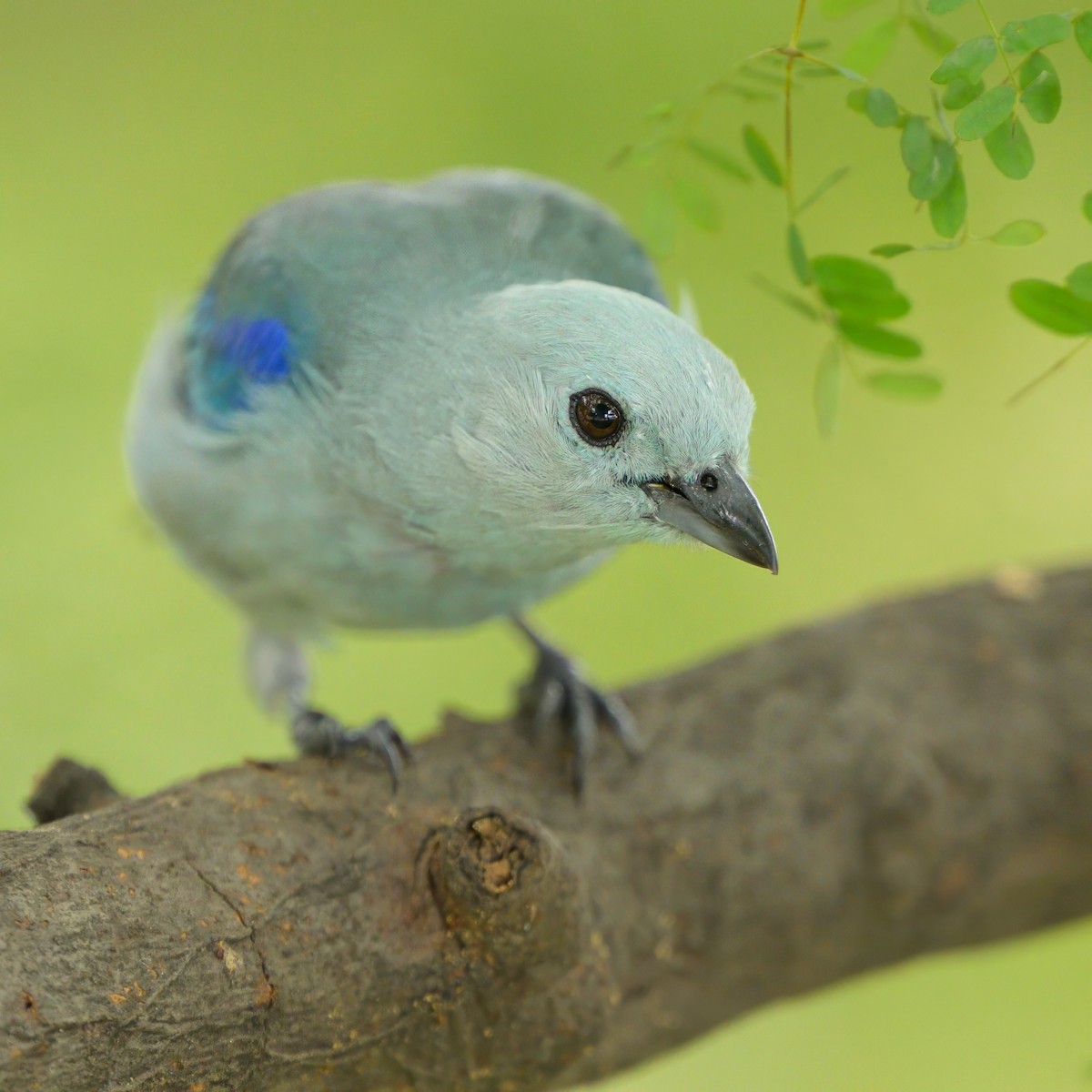 Blue-gray Tanager - ML621076749