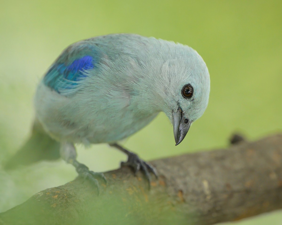 Blue-gray Tanager - ML621076750