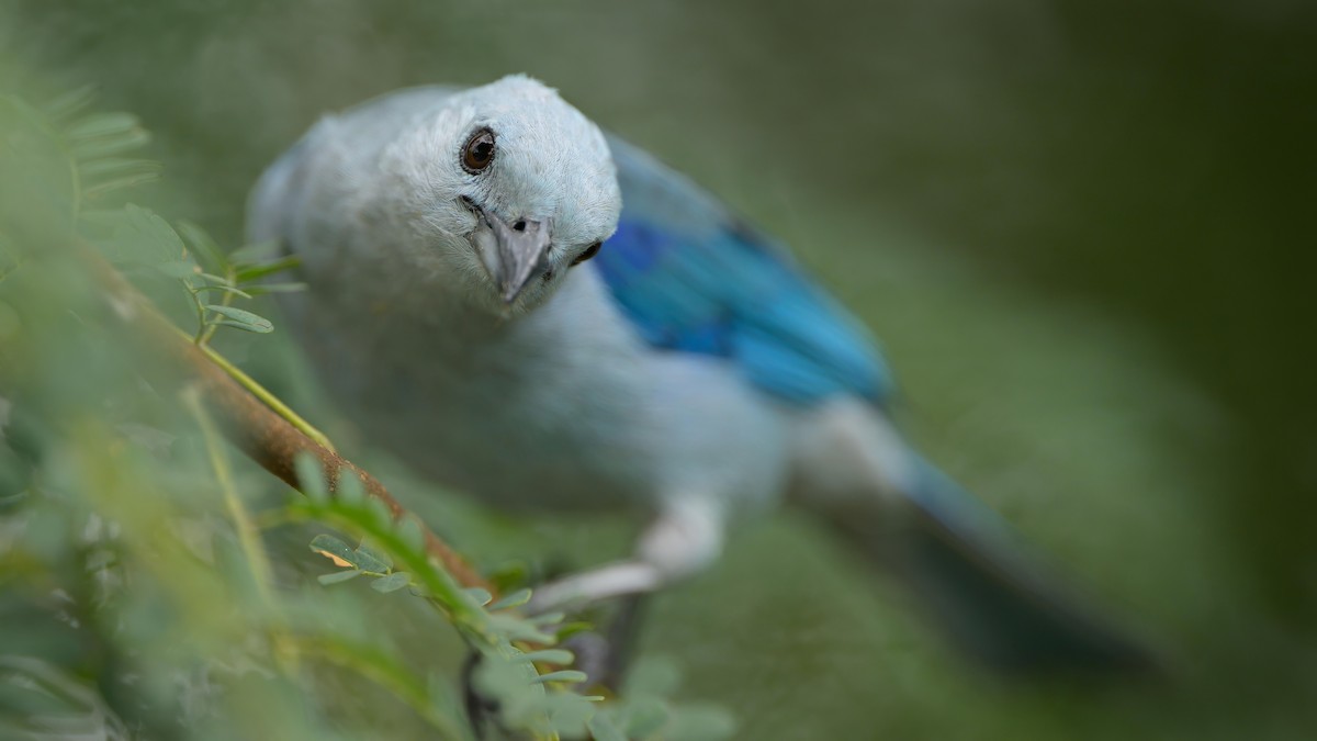 Blue-gray Tanager - ML621076751