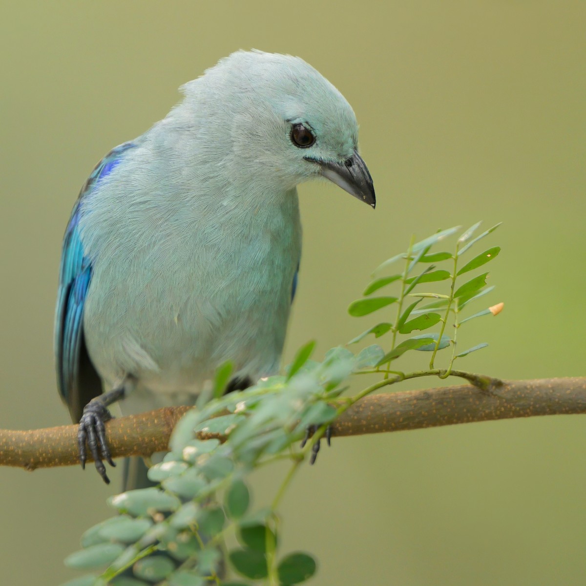 Blue-gray Tanager - ML621076752