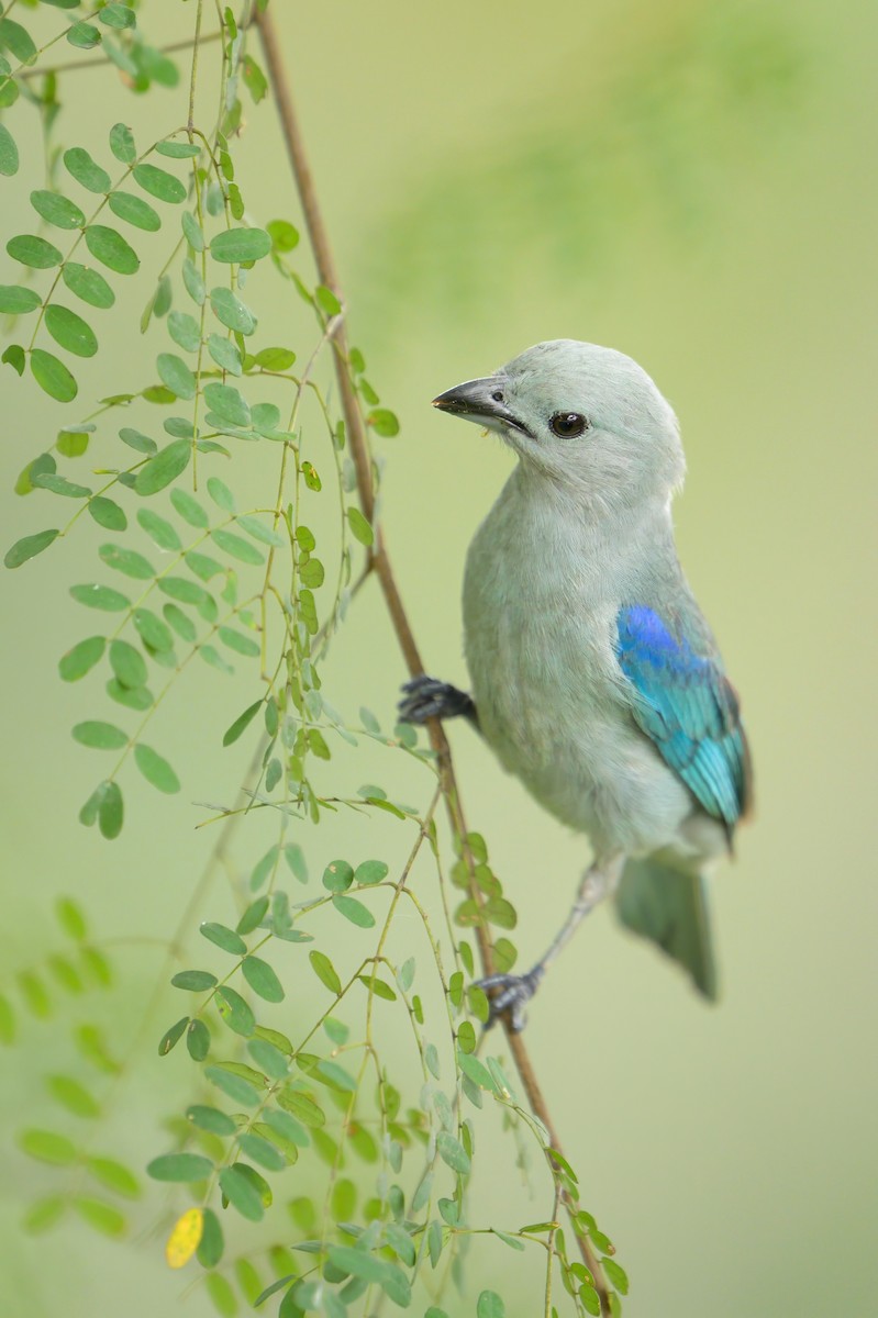 Blue-gray Tanager - ML621076753
