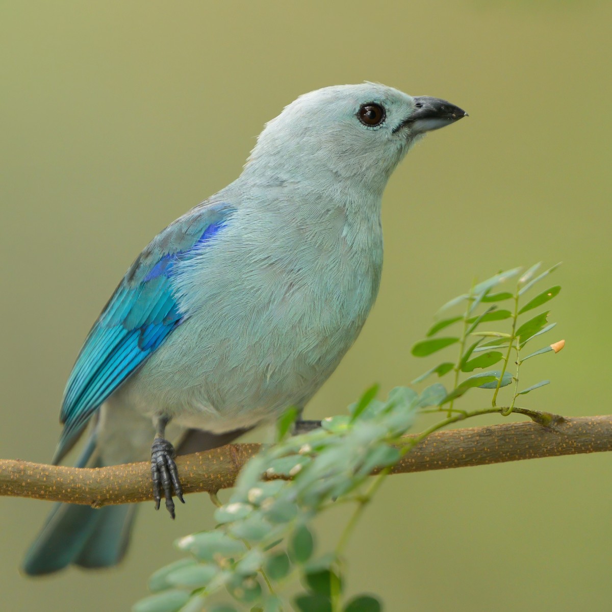 Blue-gray Tanager - ML621076754
