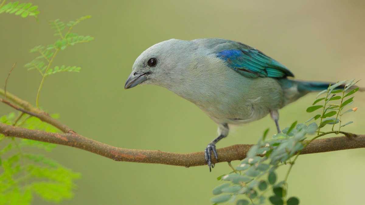 Blue-gray Tanager - ML621076755