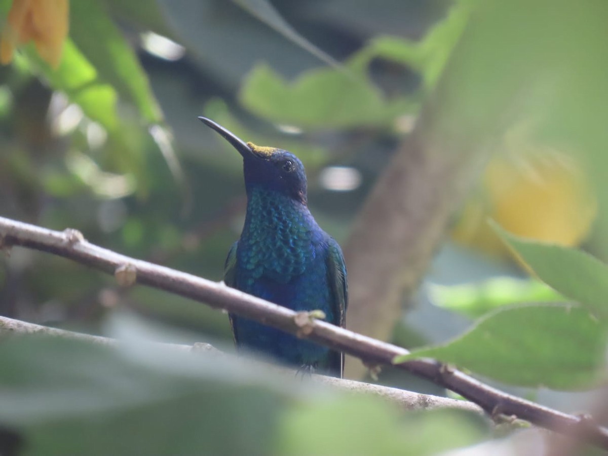 kolibřík modrolící - ML621076796