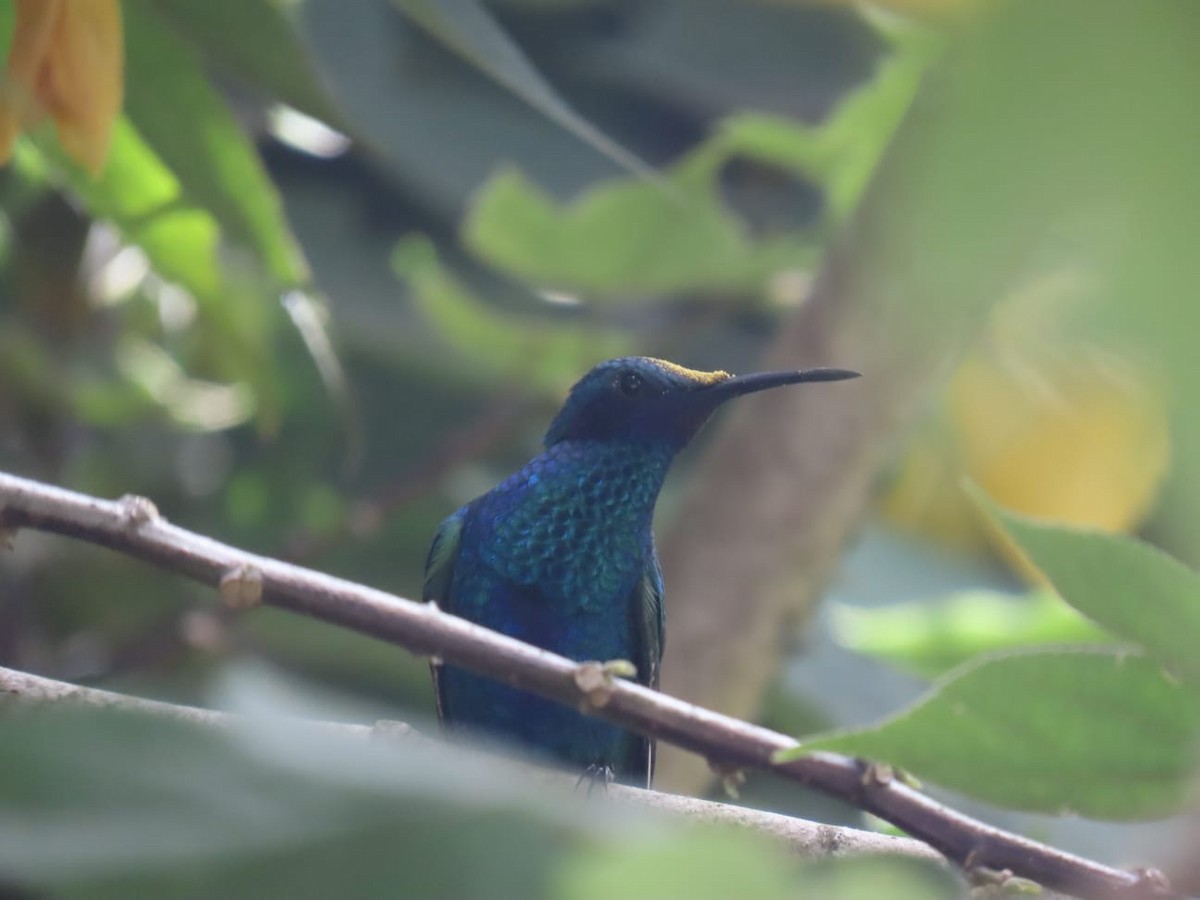 kolibřík modrolící - ML621076797