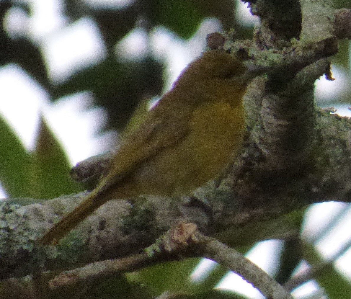 Yellow-bellied Seedeater - ML621076804