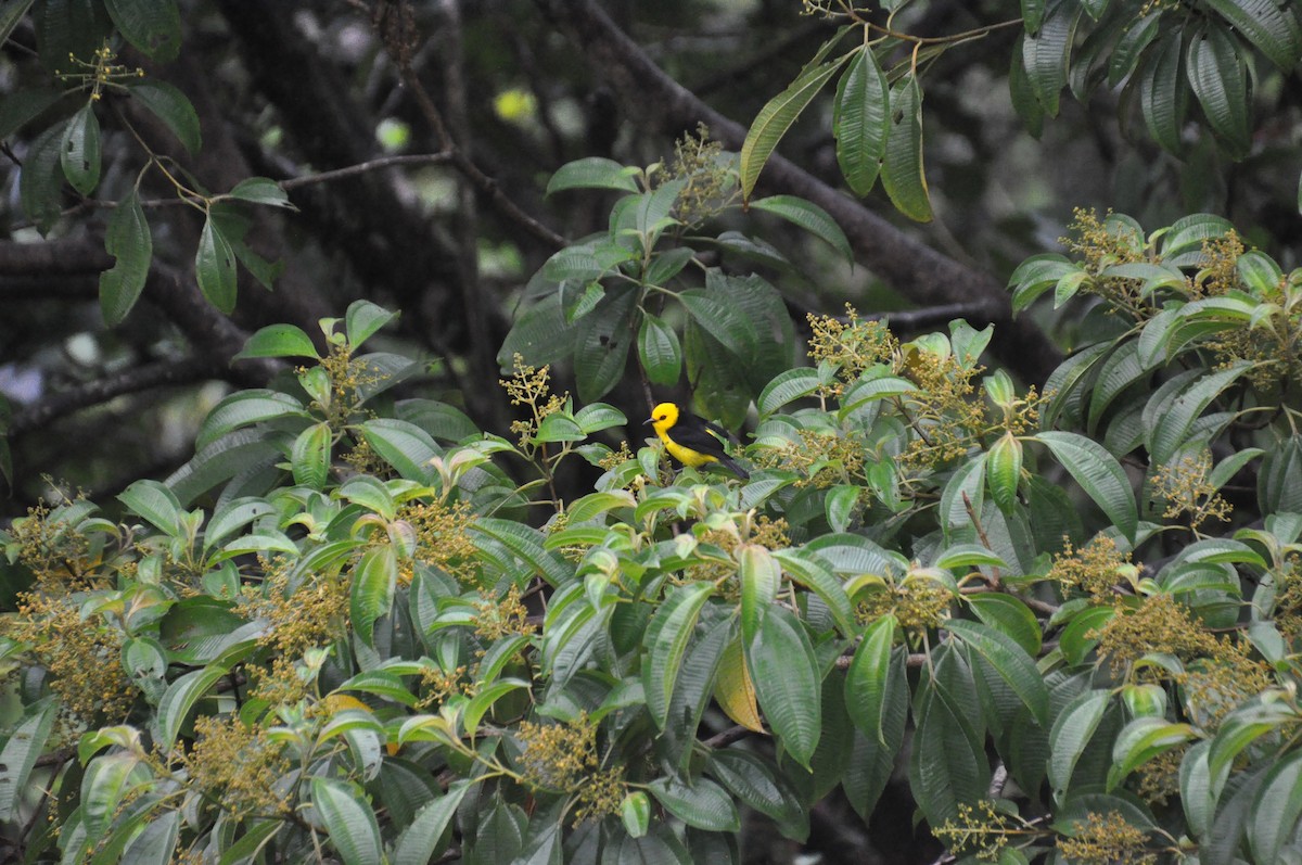 Black-and-yellow Tanager - ML621076812
