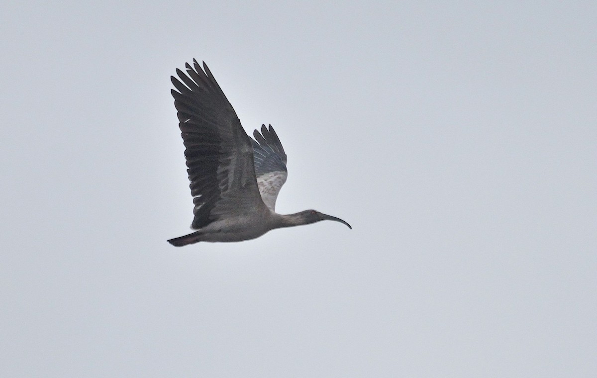 ibis běločelý - ML621076849
