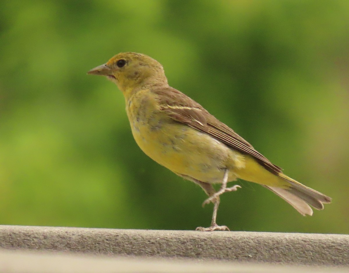 Western Tanager - ML621076864