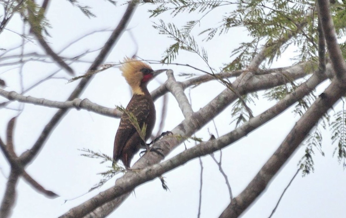 Pale-crested Woodpecker - ML621076872