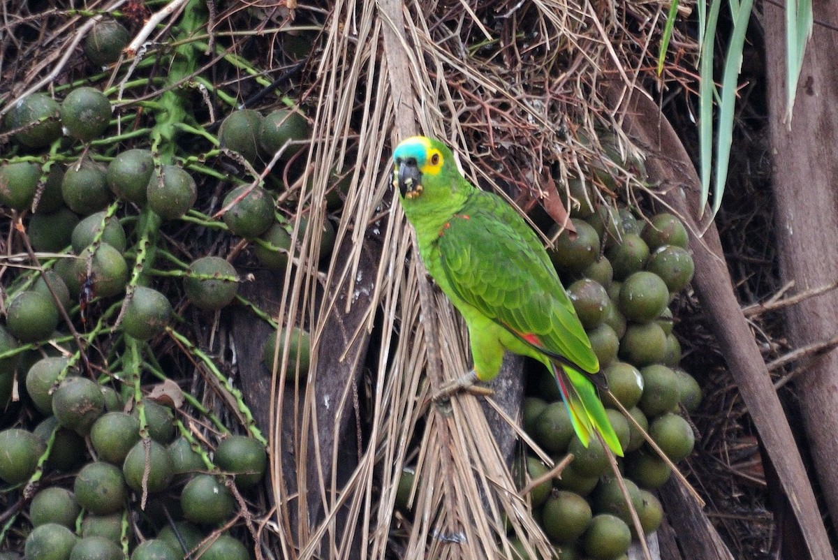 Turquoise-fronted Parrot - ML621076875