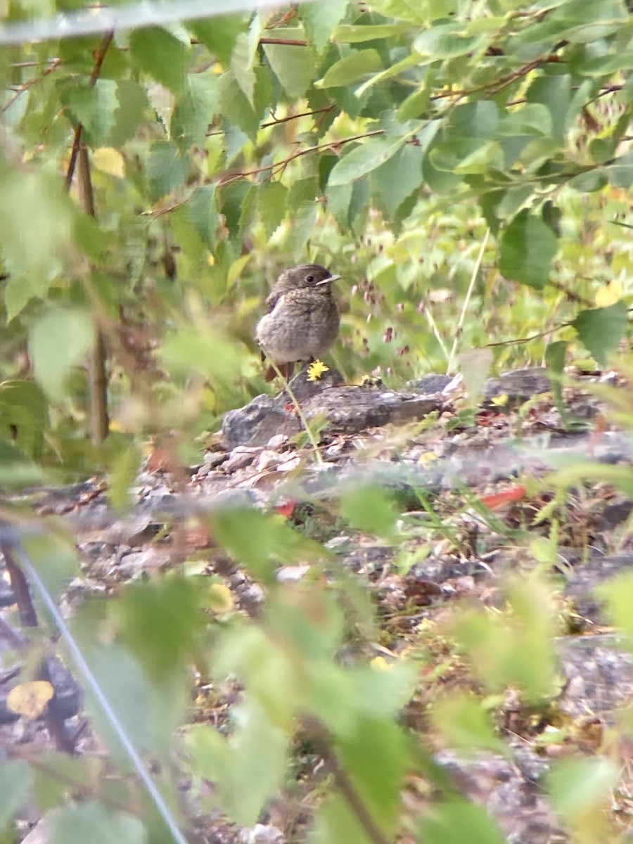 Common Redstart - ML621076891
