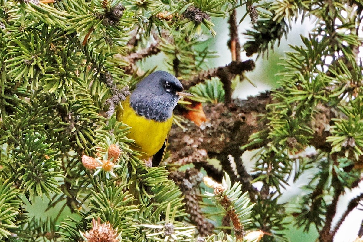 MacGillivray's Warbler - ML621076898