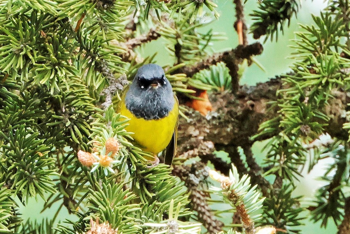 MacGillivray's Warbler - ML621076899