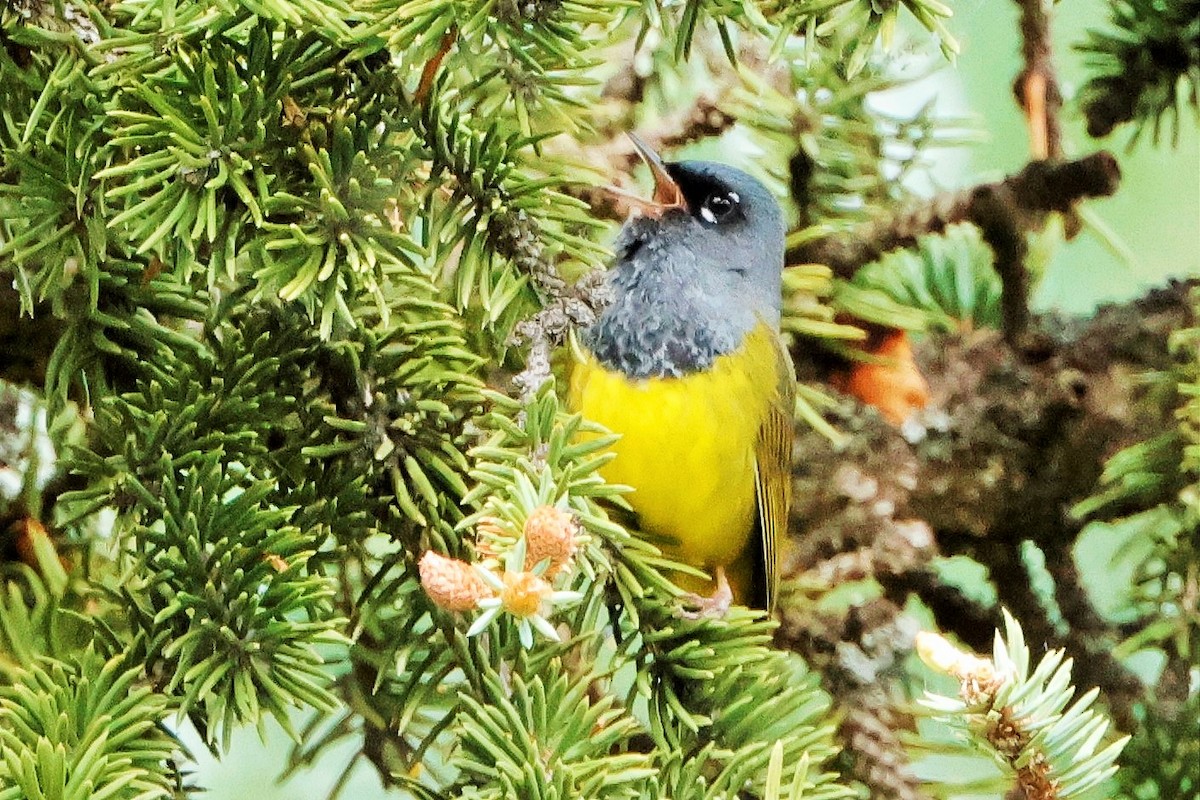 MacGillivray's Warbler - ML621076900