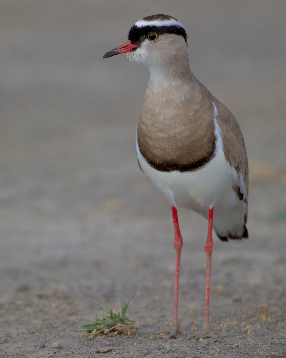 Crowned Lapwing - ML621076908