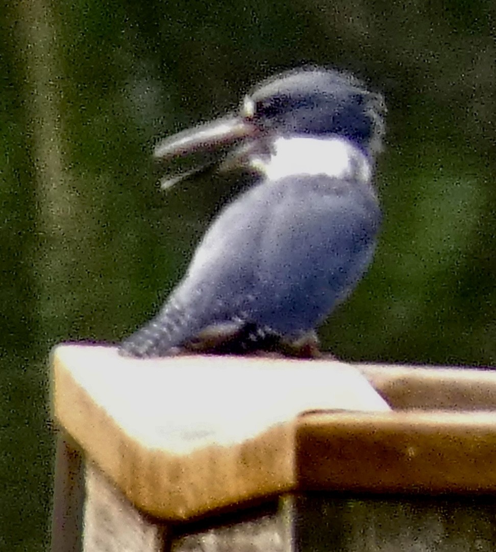 Belted Kingfisher - ML621076921