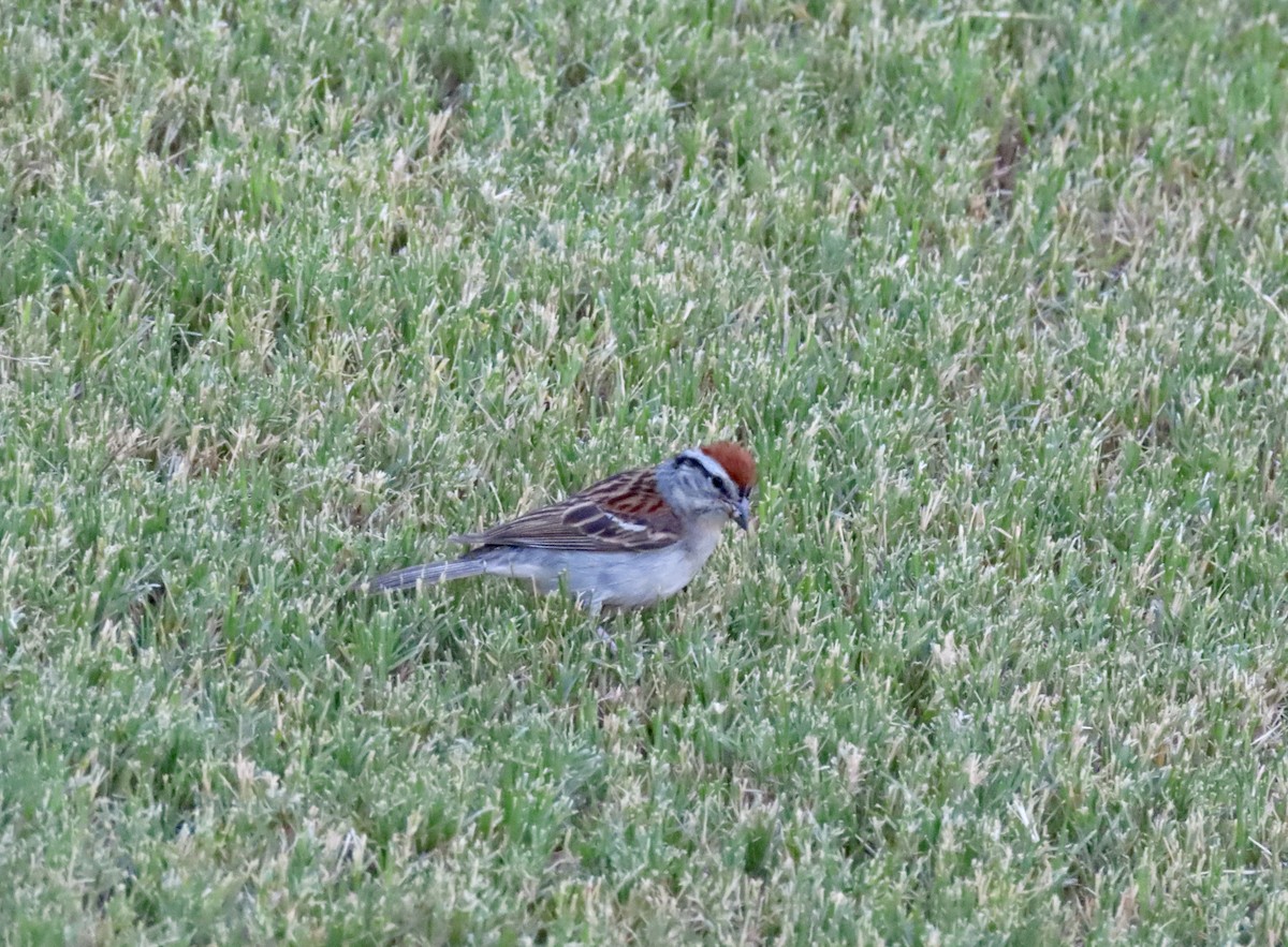 Chipping Sparrow - ML621076942