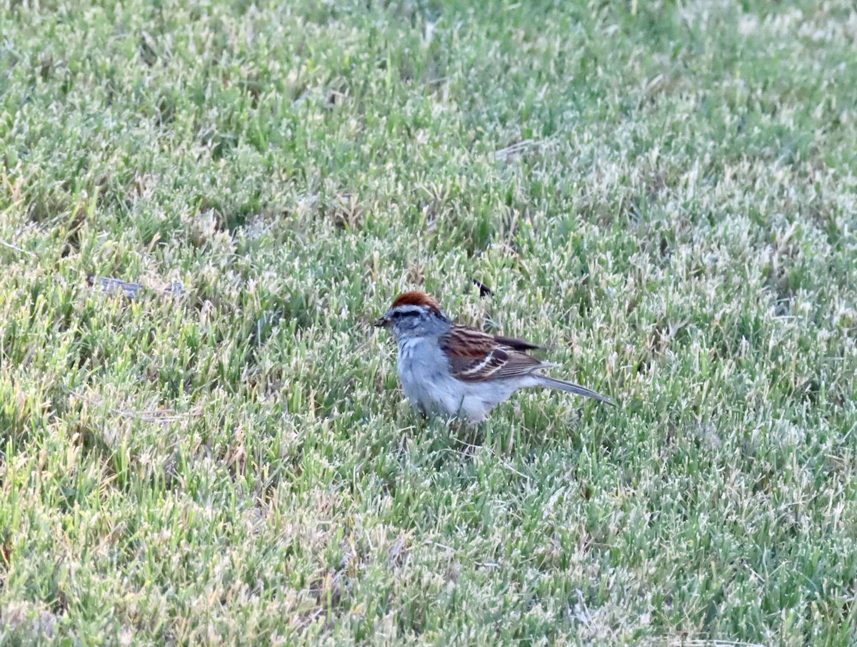 Chipping Sparrow - ML621076943