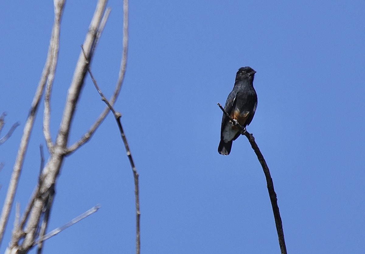Swallow-winged Puffbird - ML621076985