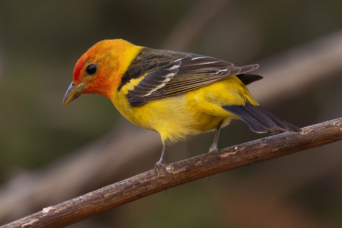 Western Tanager - ML621076986