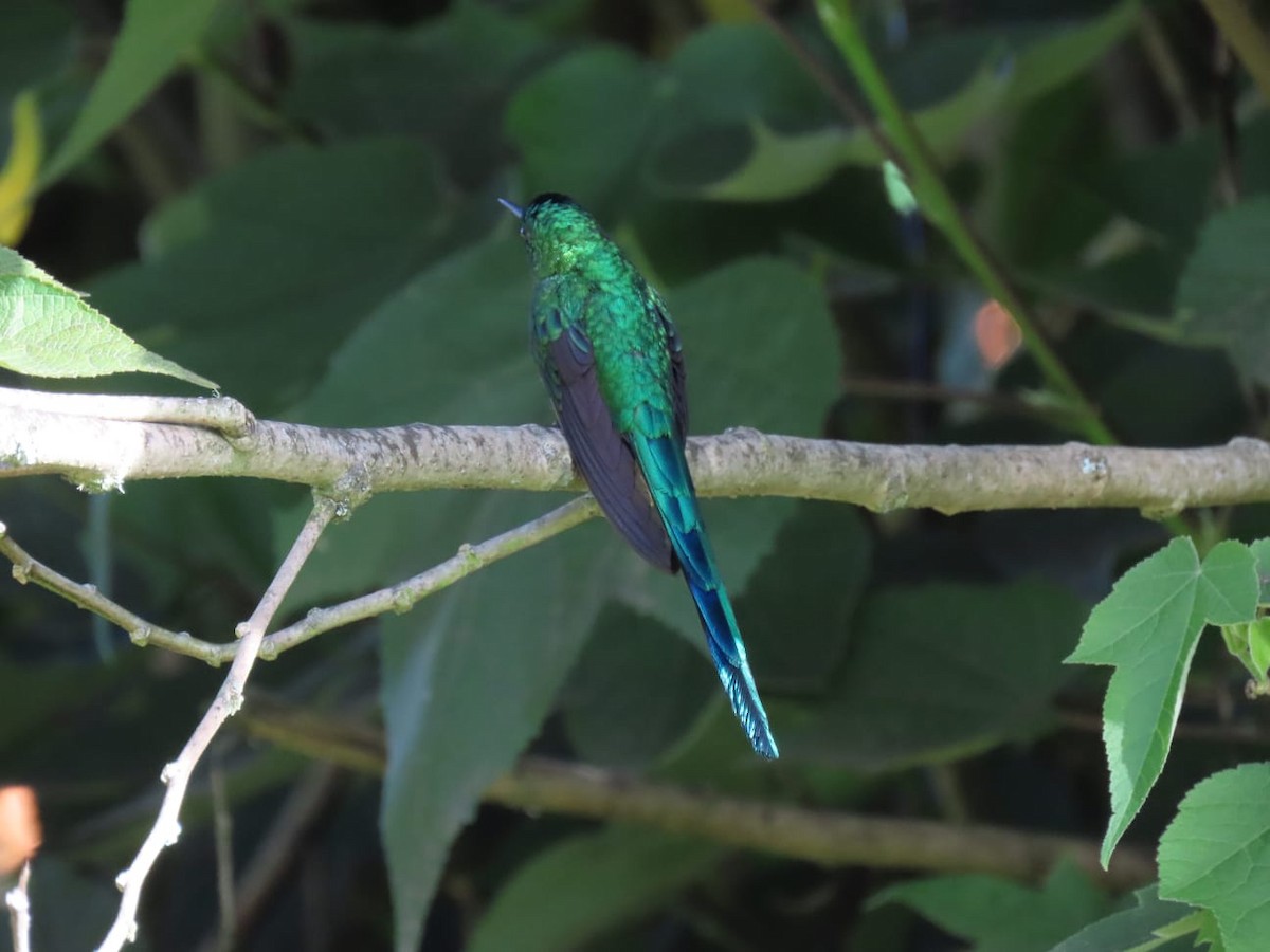 Long-tailed Sylph - ML621076990