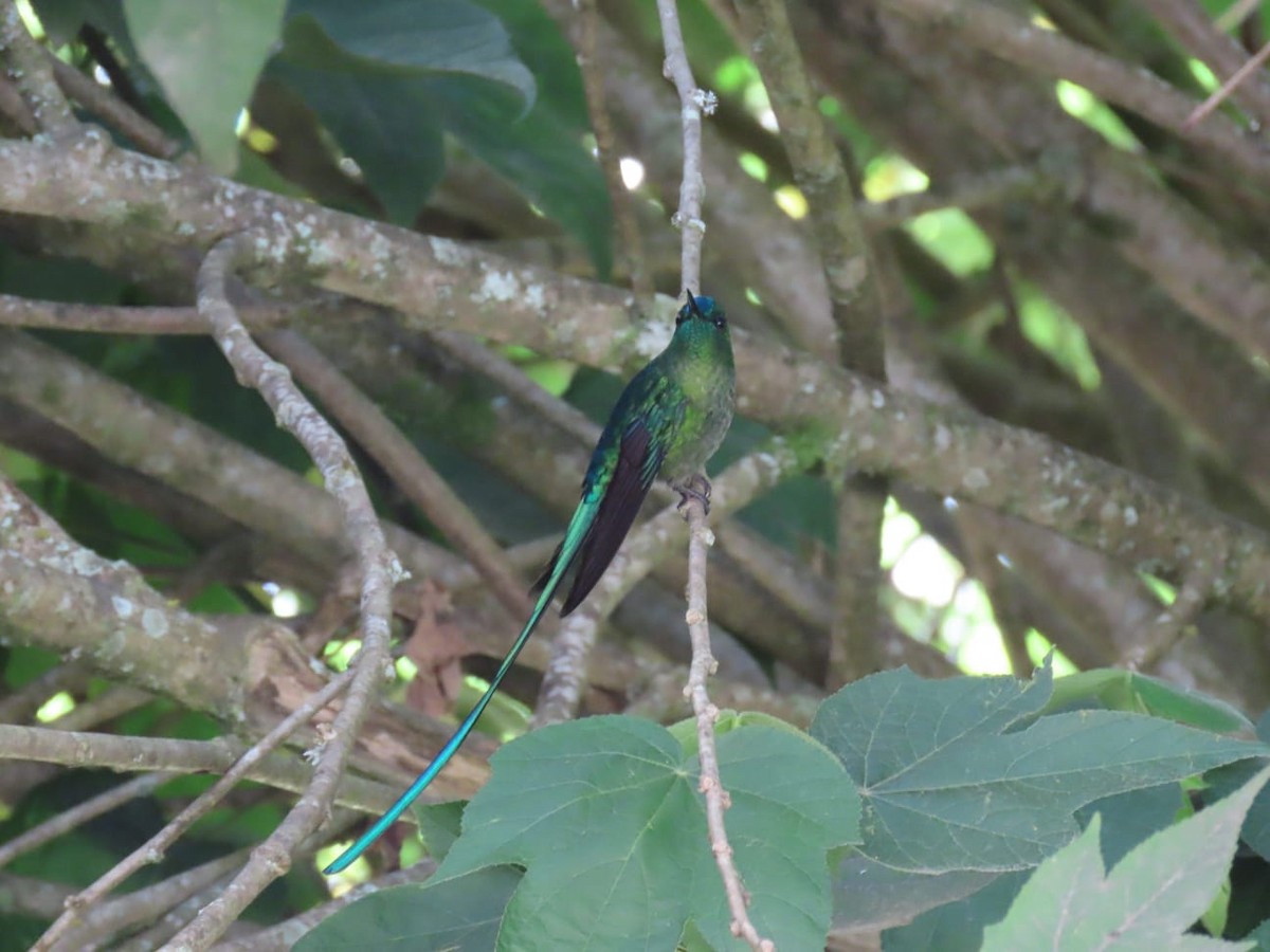 Long-tailed Sylph - ML621076991