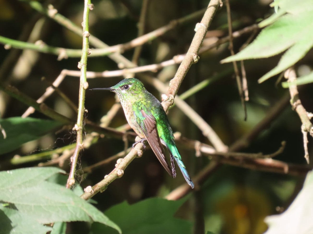 Long-tailed Sylph - ML621076992