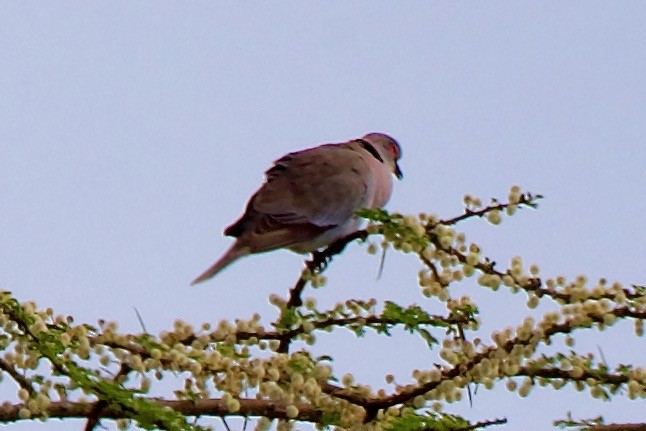 Red-eyed Dove - ML621076993