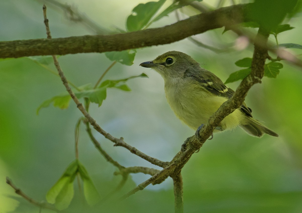 White-eyed Vireo - ML621077004