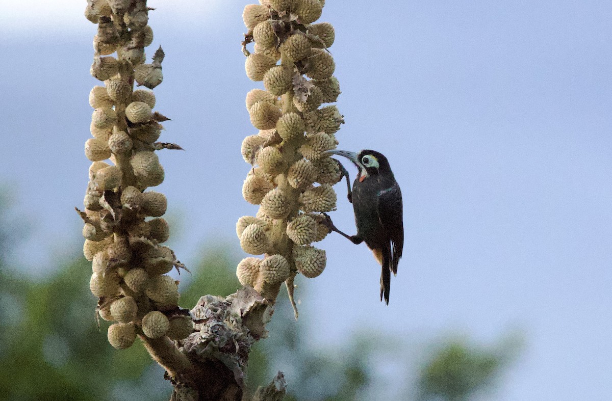 Yellow-browed Melidectes - ML621077023
