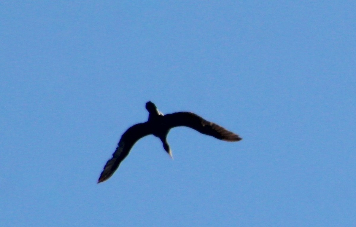 Double-crested Cormorant - ML621077039